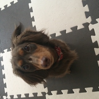 大切に育ててくれる方募集中です