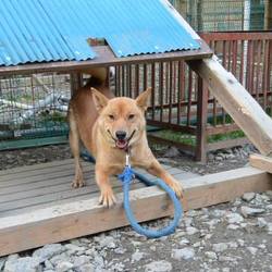 ◆緊急のボランティアさんを募集しています◆