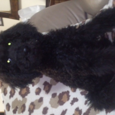 我が家に来た初日から堂々としています！