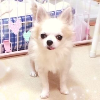 穏やかなふんわりチワワ♂２．５キロ６～７才