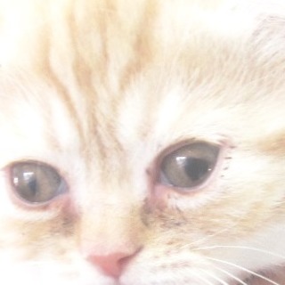 ハート形の左目を持つ子猫