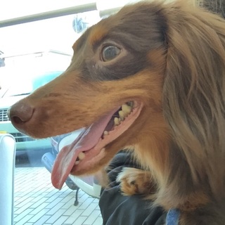 明るくて優しい甘えん坊ダックス★アンディー君