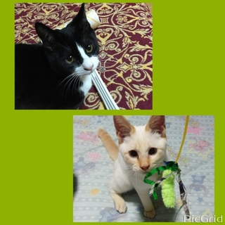 ※急募※７ヵ月小さめのオス兄弟