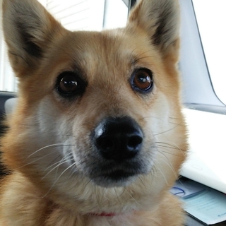 甘えん坊の柴犬風母親スピッツ6～7才みゅうちゃん