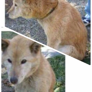 背中が寂しい涙 緊急里親さん願います！！