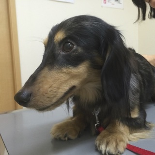 甘えん坊で抱っこが大好きなMダックス★ネッド