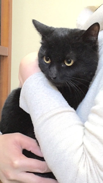 くろねこちゃん