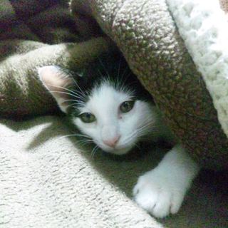 子猫の里親になって下さる方を募集致します