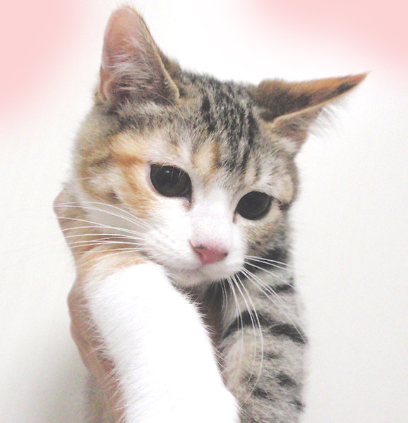 可愛い キジミケの彩 あ 東京都 猫の里親募集 ペットのおうち 月間利用者150万人 可愛い キジミケの彩 あ 東京都 猫の里親募集 ペットのおうち 月間利用者150万人