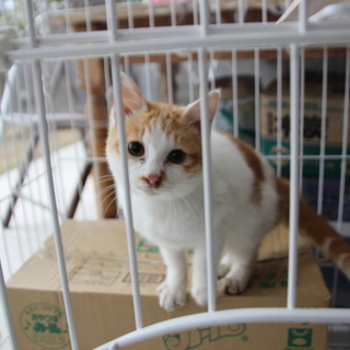 チョコちゃん　生後5ヶ月　