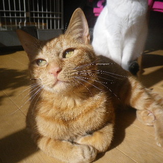 ちょっとビビりなチャトラ【ボッサ】