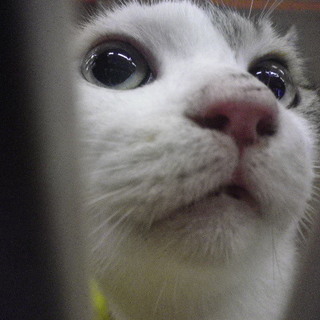 あなたのおうちに看板猫【きなり（生成）】