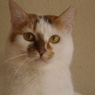 困ったちゃん顔【すおう（蘇芳）】