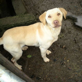 転勤なり急募です