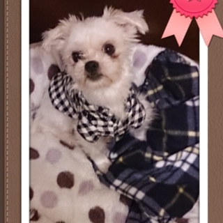 愛くるしい大きな瞳ちっちゃなシーズーちゃん