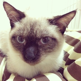 ハンサムなグラタンの家族募集中☆