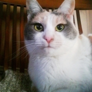 パステル三毛☆ミミちゃん