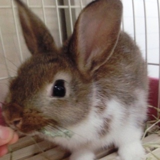 おっとりな性格 ミニウサギ 4ヶ月  /東京