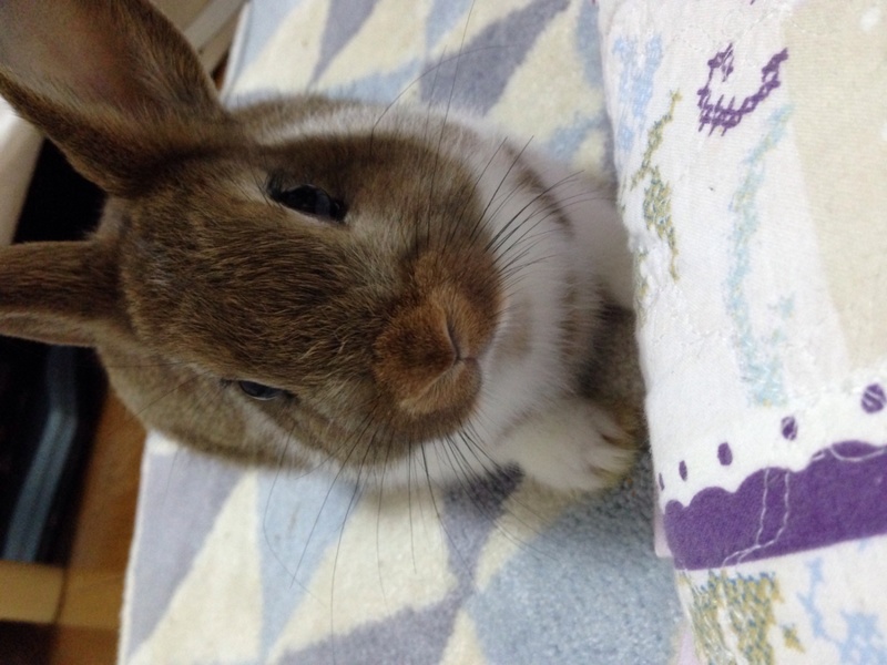 おっとりな性格 ミニウサ 東京都 小動物の里親募集 ペットのおうち 月間利用者150万人