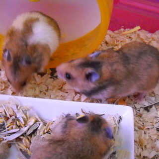 ハムスターのすてきな里親さん探しています