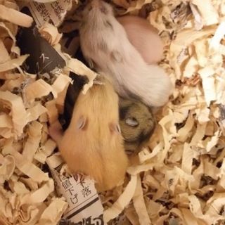 ジャンハムの里親様募集します