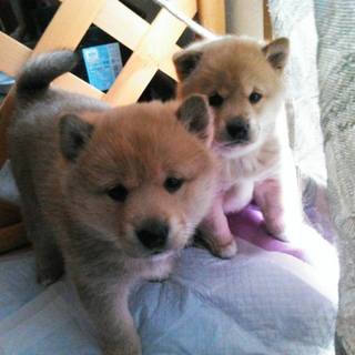 柴系MIX女の子1/12産まれ2匹