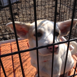 ３か月のおとなしい女の子です。