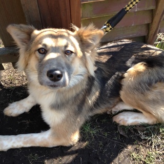 約６か月の大人しい男の子です。