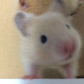 １/17生まれ　ゴールデンハムスター　里親様募集！