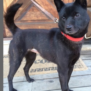 小ぶりの純血「甲斐犬」女子1歳！！