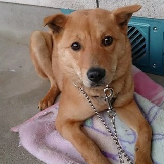 ９ヵ月オス・ななちゃん