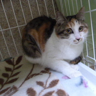 可愛い三毛猫貰ってください