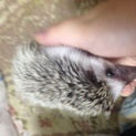 ハリネズミ2ヶ月