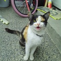 再投稿☆小柄で大人しい三毛猫のムックちゃん