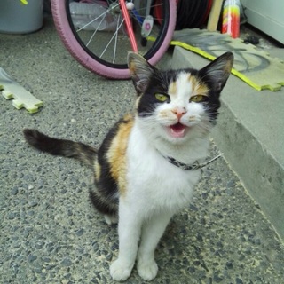 再投稿☆小柄で大人しい三毛猫のムックちゃん
