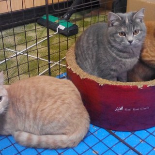 マンチカンの男の子、女の子