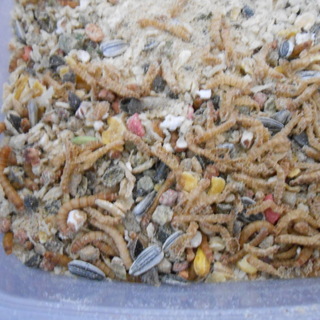 元気なミルワームさん達