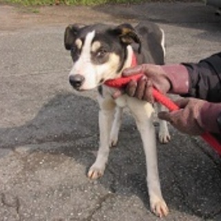 3歳くらいの中型男の子の家族募集！！