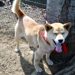 わんわんルーム定期譲渡会 サムネイル2