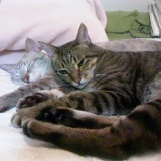 猫２匹里親募集。去勢済。完全室内飼い