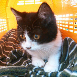 スカイツリー近く！猫の譲渡会