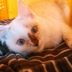 スカイツリー近く！猫の譲渡会 サムネイル2