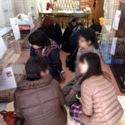 スカイツリー近く！猫の譲渡会 サムネイル3