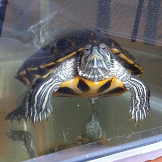ミドリガメの飼い主  急募！