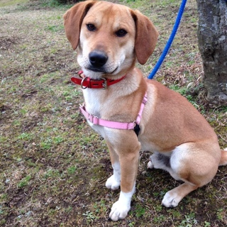 1歳未満、人が大好き！！ちゃたろうの家族募集。