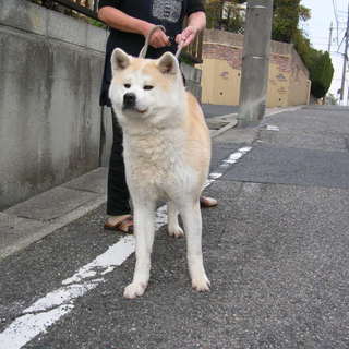 秋田犬メス2歳半おとなしいです。