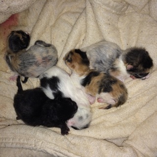 生後2日の子猫3匹の里親さん募集