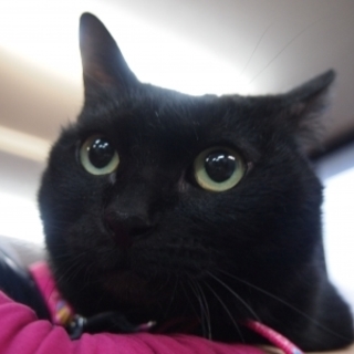 人懐っこい黒猫１歳半♂が温かい家庭を求めてます。