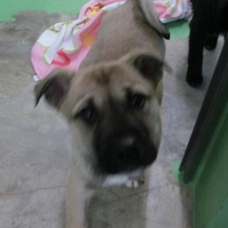 新しい家族を探しています　2頭です