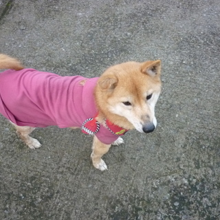 人懐っこいヒナちゃん